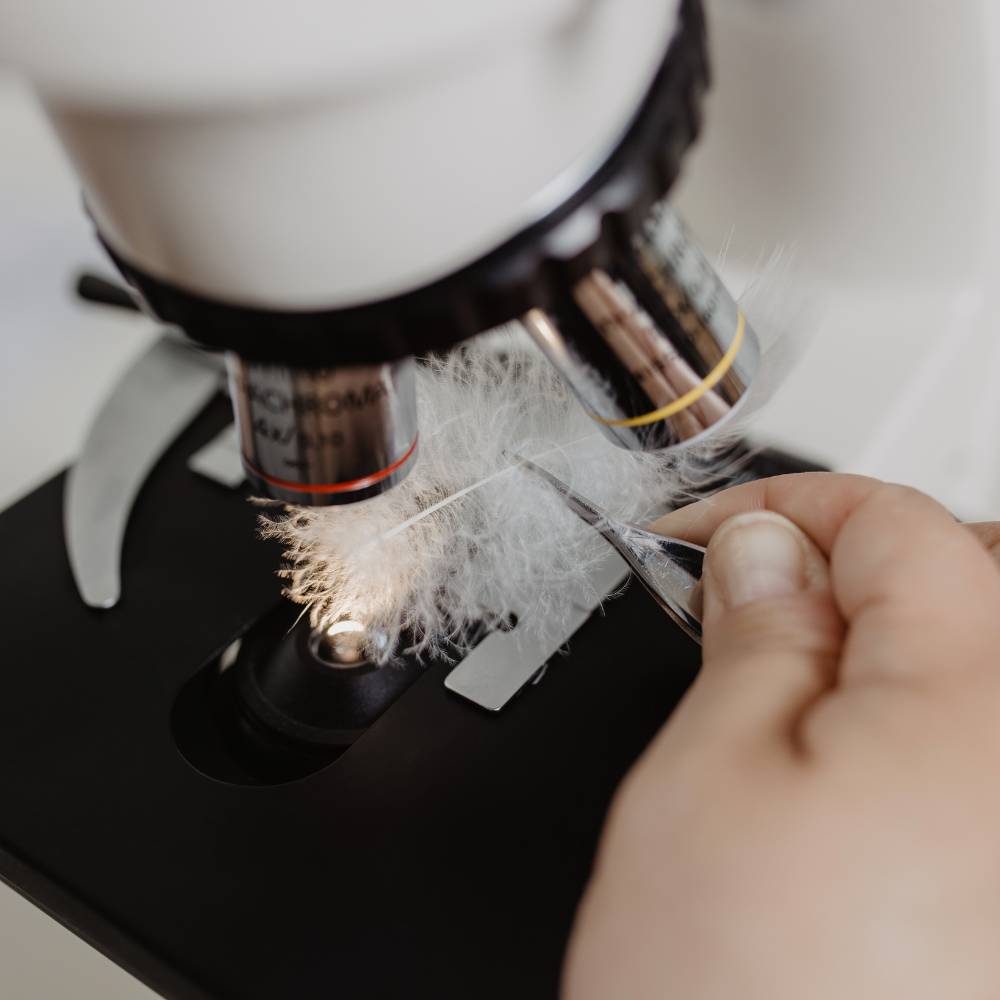 Eine weiße Feder wird mit einer Pinzette unter ein Mikroskop gehalten.