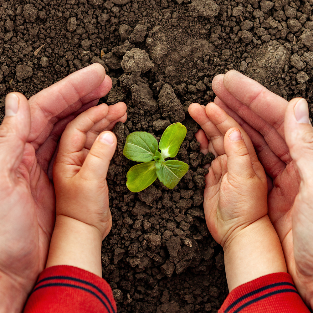 Erwachsenen- und Kinderhände umschließen gemeinsam eine kleine grüne Pflanze im Boden.