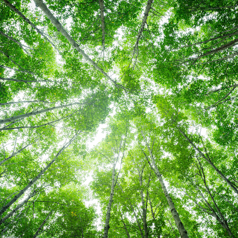Wald mit grünen Bäumen.