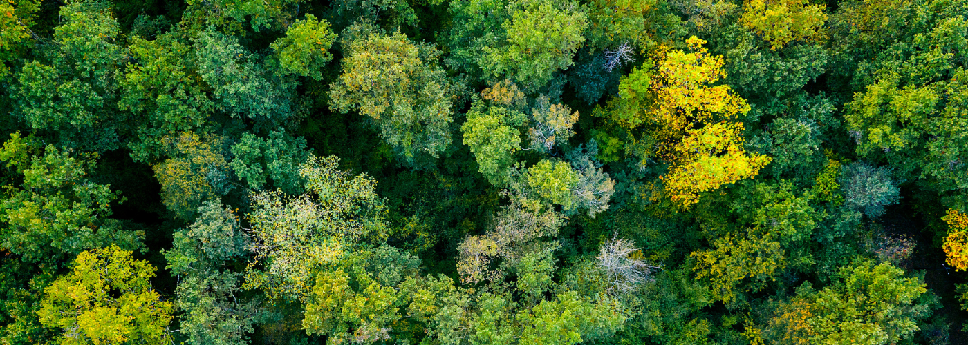 Luftaufnahme eines grünen Waldes.