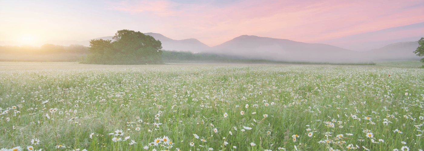 Grüne Wiese mit Blumen und Bergen im Hintergrund bei aufgehender Sonne.